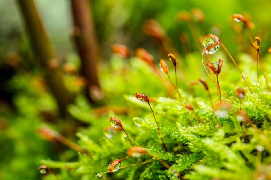 Tiny orange flower heads rise above a patch of moss