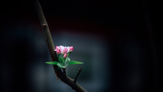 A small flower with new leaves booms on a bare branch