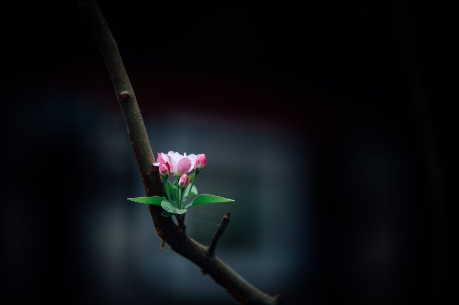 A small flower with new leaves booms on a bare branch