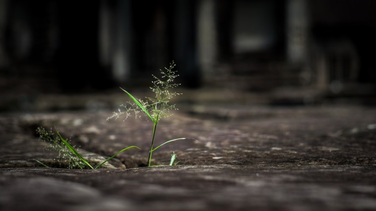 A blooming blade of grass pushes up through pavement