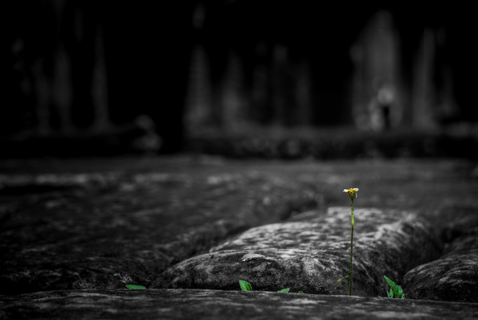 A small flower on a tall, fragile stem pokes up between old paving stones.