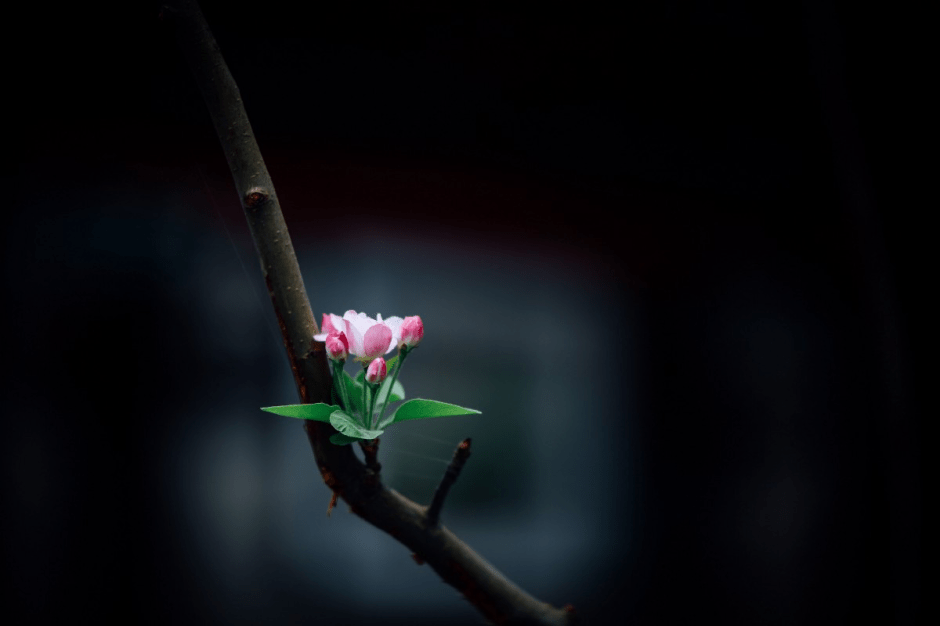 A new blossom on a fruit tree branch.