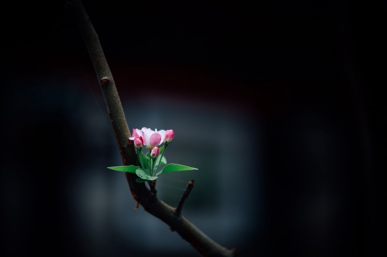 A small but complex spring blossom opens on a leafless branch