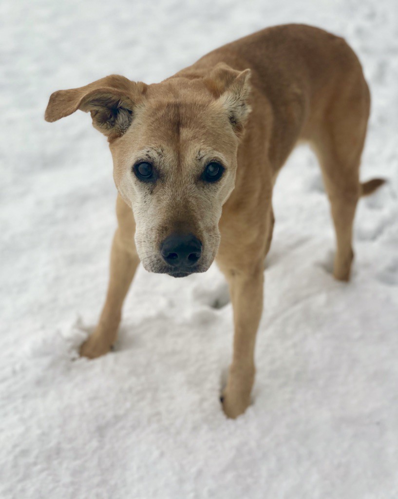 An elderly dog, looking anxiously into the camera stands with legs braced on snowy ground