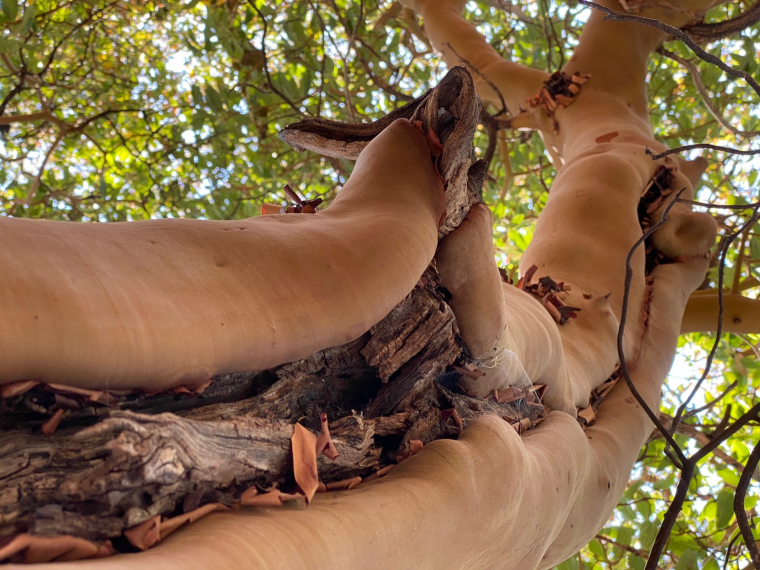 Looking upward into the canopy along the trunk of an old tree, whose smooth bare trunk is bisected by a rough-textured vertical wound from a healed-over lightning strike.