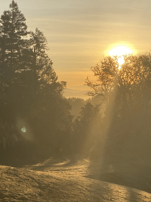 The sun rises above a hilly winter landscape, semi-wooded with deciduous and evergreen trees, shining through bare branches onto brown grass.