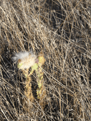 The white fluff of a dry thistle flower going to seed in dry grass.