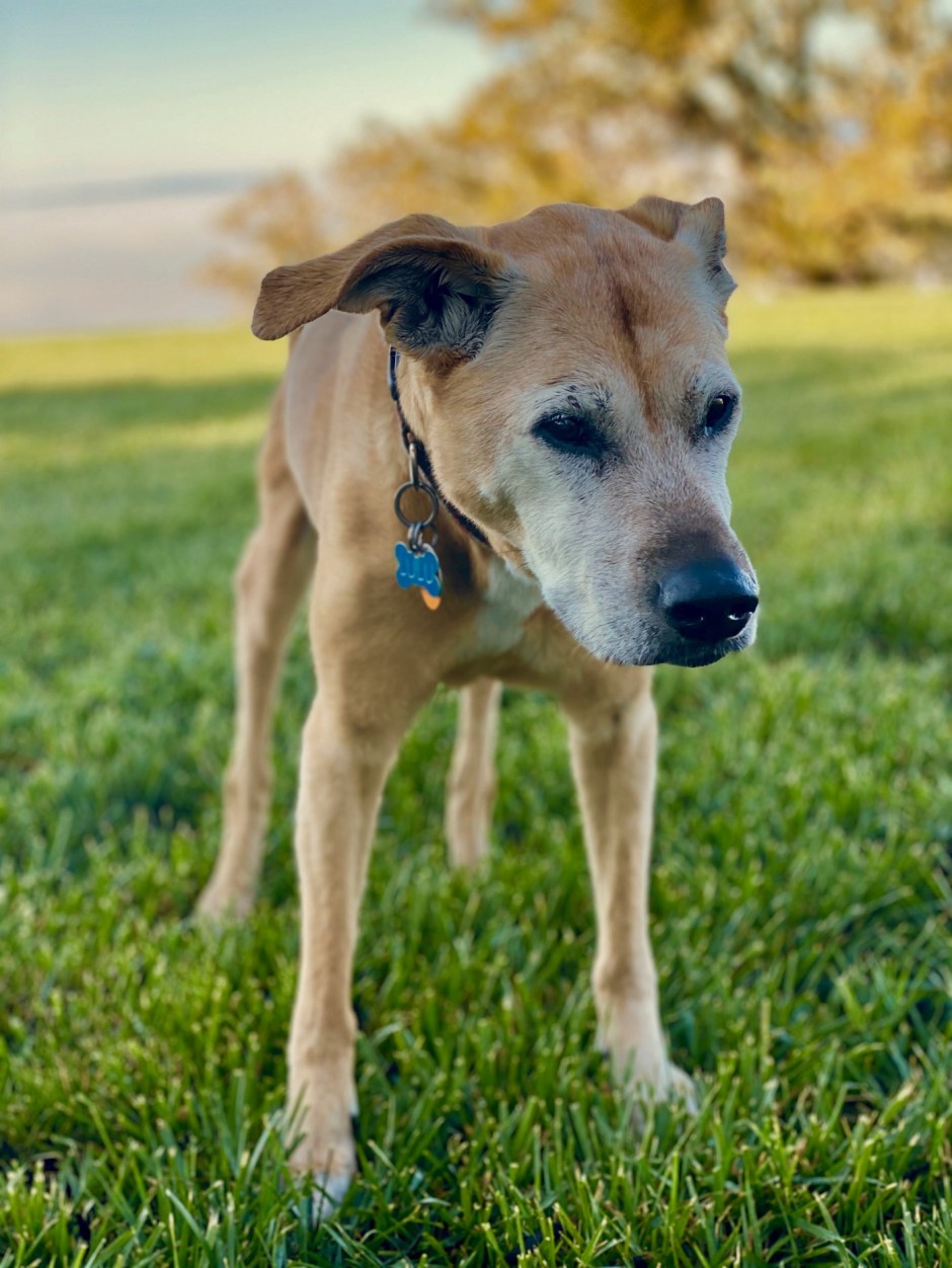 An edlerly dog with braced legs stands on grass with trees and hills in the background, looking into the camera