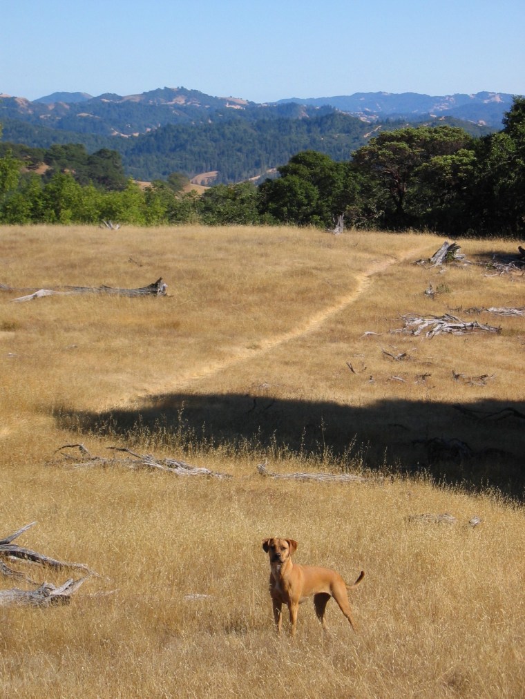 An alert young dog stands in dry grass agaisnt a backdrop of forested hills.